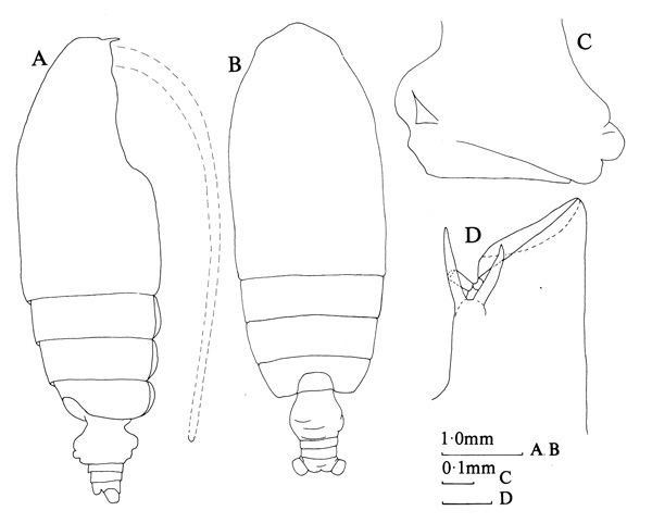 Espce Euchirella formosa - Planche 3 de figures morphologiques