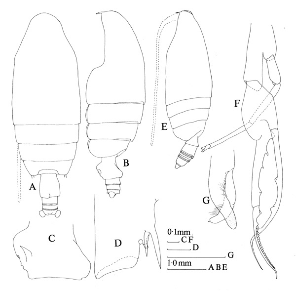 Espèce Euchirella messinensis - Planche 5 de figures morphologiques