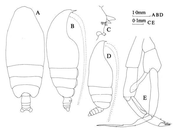 Species Euchirella latirostris - Plate 2 of morphological figures