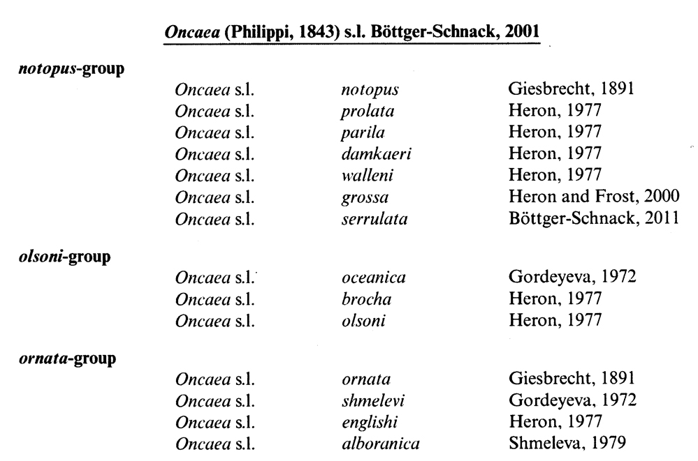 Genre Oncaea - Planche 7