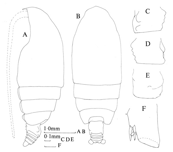 Species Euchirella speciosa - Plate 1 of morphological figures