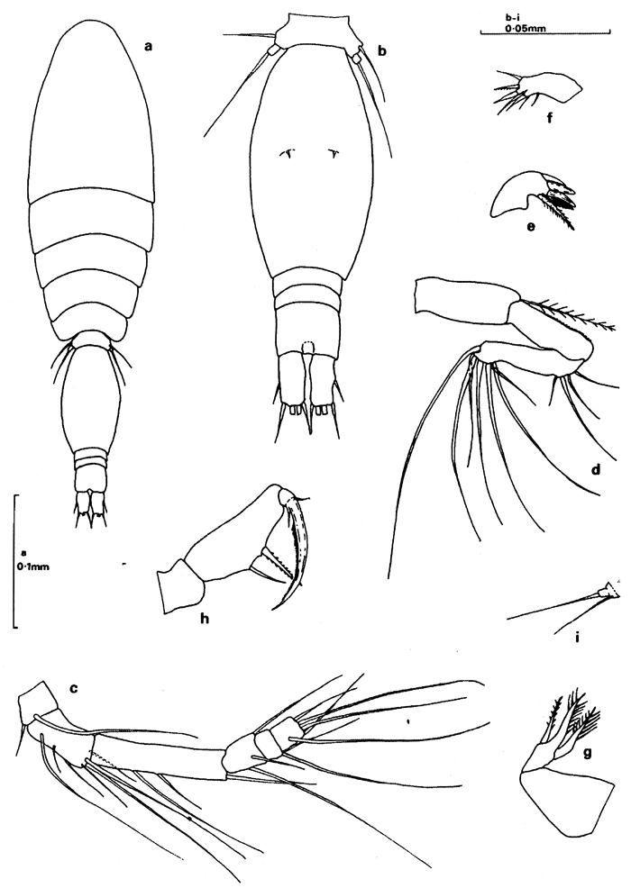 Espèce Oncaea tregoubovi - Planche 3 de figures morphologiques