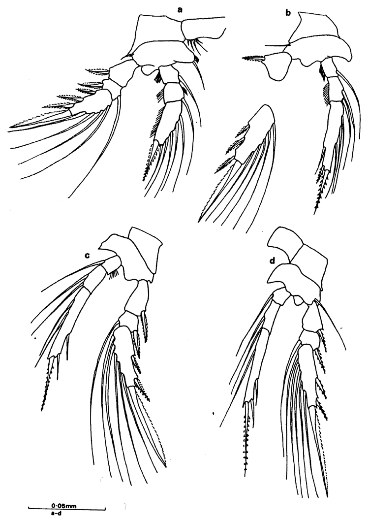 Espèce Oncaea tregoubovi - Planche 4 de figures morphologiques