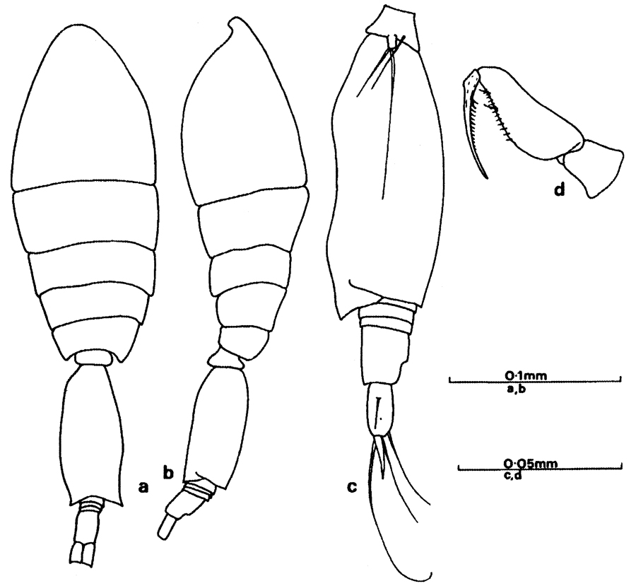 Species Spinoncaea ivlevi - Plate 11 of morphological figures