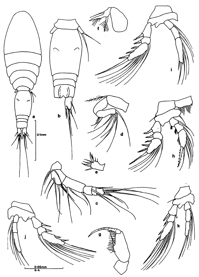 Espce Oncaea heronae - Planche 1 de figures morphologiques