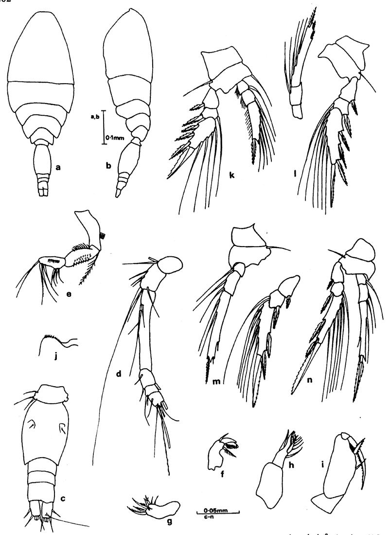 Species Oncaea setosa - Plate 3 of morphological figures