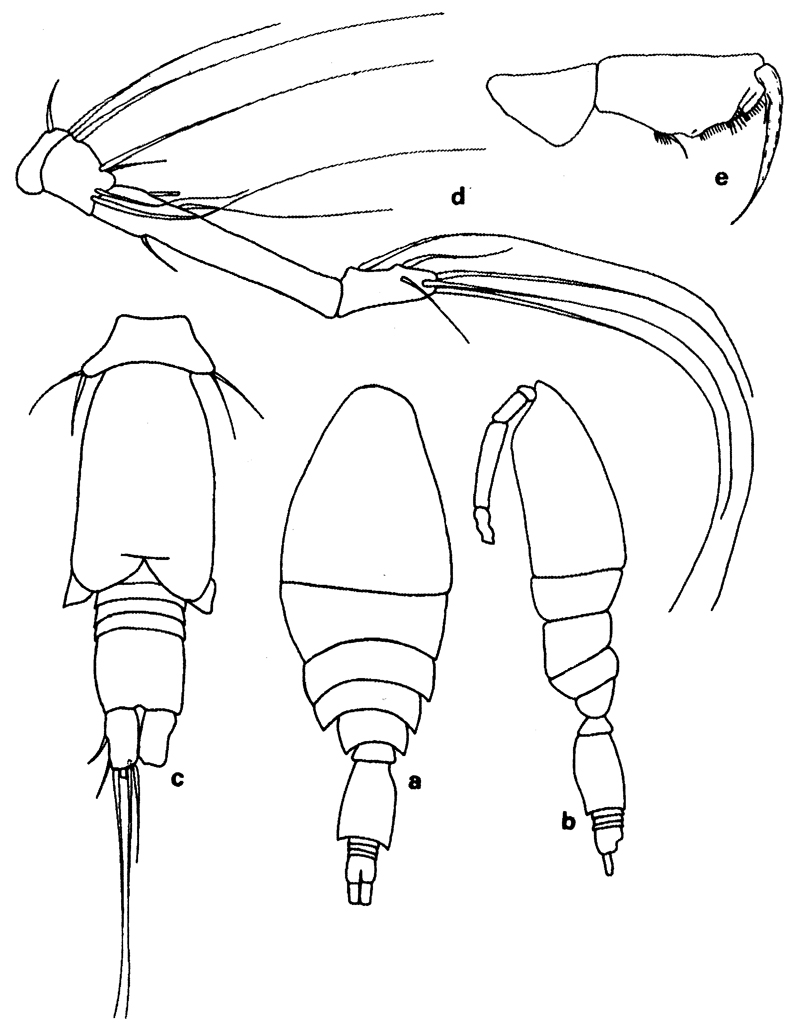 Espèce Oncaea setosa - Planche 2 de figures morphologiques