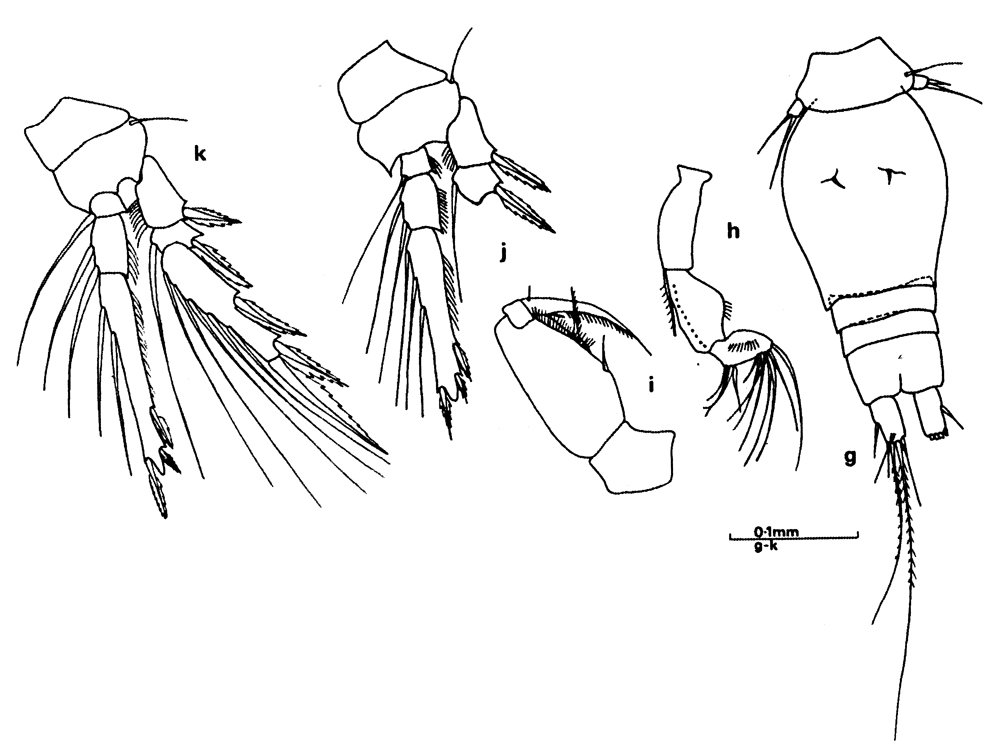 Espèce Oncaea brocha - Planche 5 de figures morphologiques