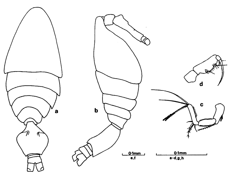 Species Epicalymma schmitti - Plate 4 of morphological figures