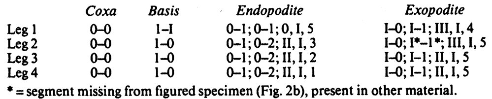 Espèce Oncaea tregoubovi - Planche 5 de figures morphologiques