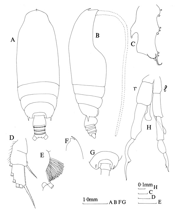 Espce Gaetanus kruppii - Planche 7 de figures morphologiques