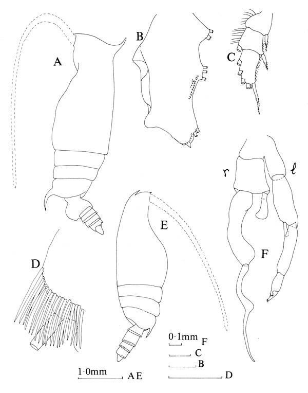 Espce Gaetanus latifrons - Planche 3 de figures morphologiques