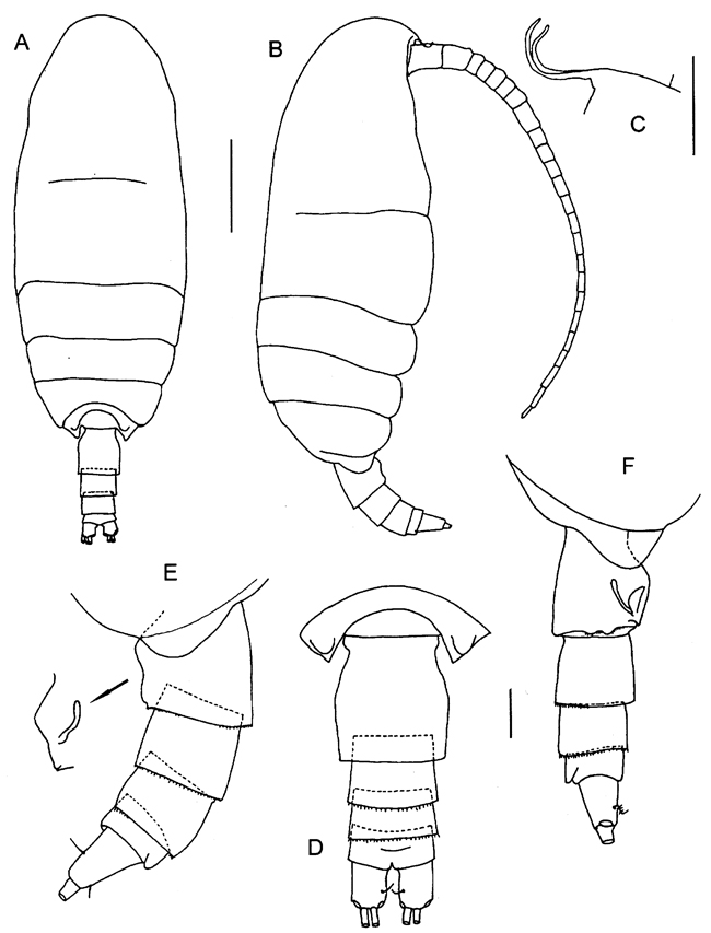 Espce Vensiasa incerta - Planche 1 de figures morphologiques