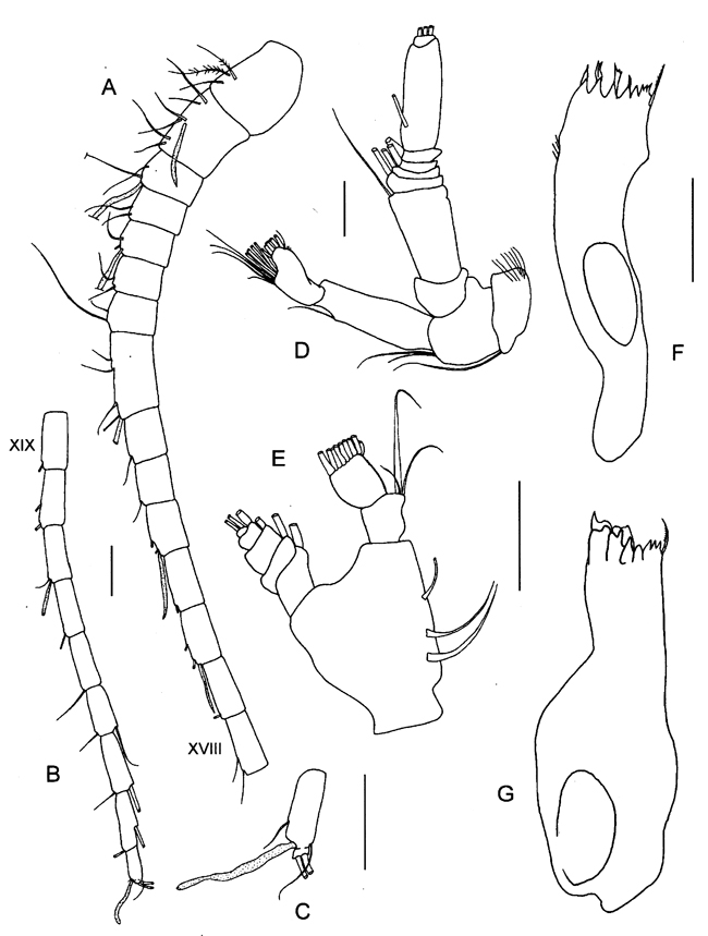 Espce Vensiasa incerta - Planche 2 de figures morphologiques