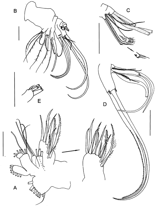 Espce Vensiasa incerta - Planche 3 de figures morphologiques