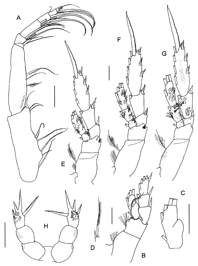 Espce Vensiasa incerta - Planche 4 de figures morphologiques