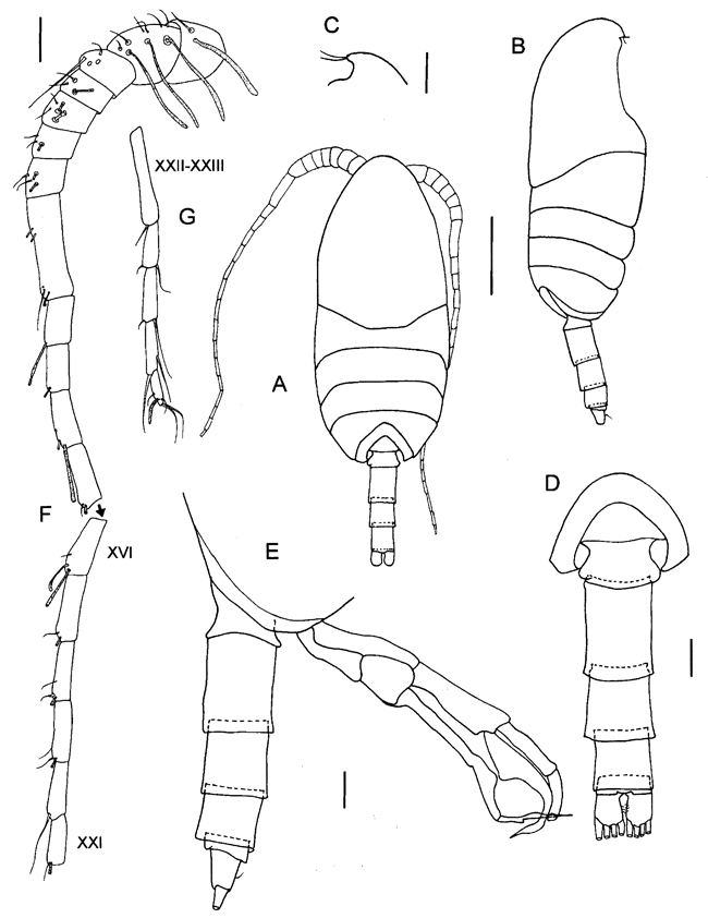 Espèce Vensiasa sp. - Planche 1 de figures morphologiques