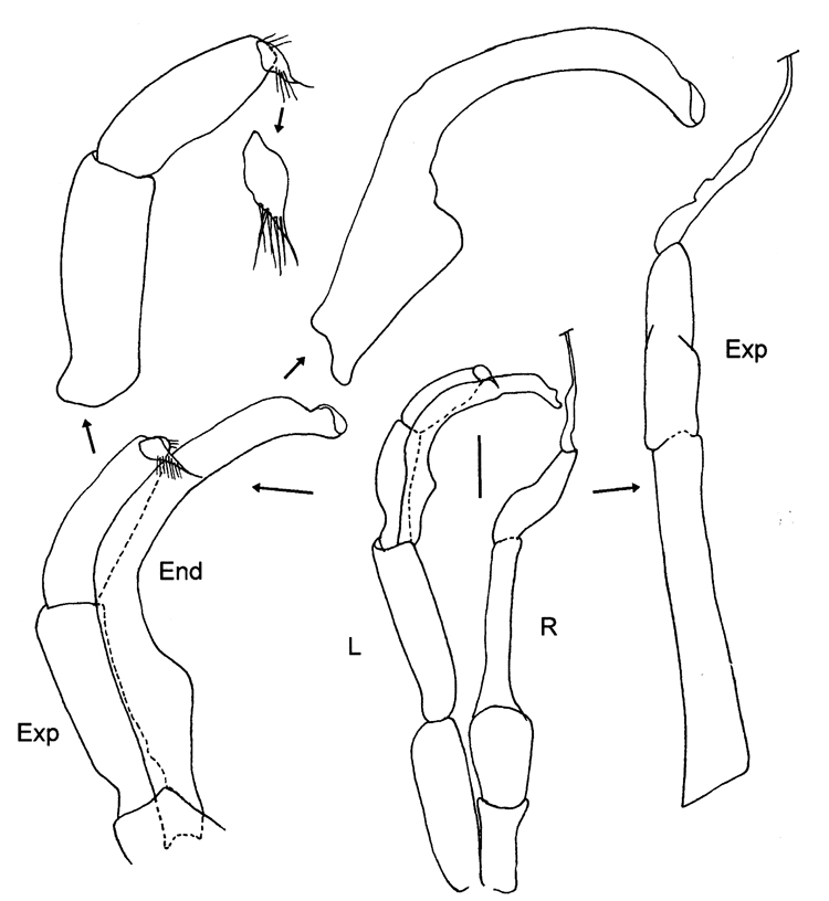 Espèce Vensiasa sp. - Planche 3 de figures morphologiques