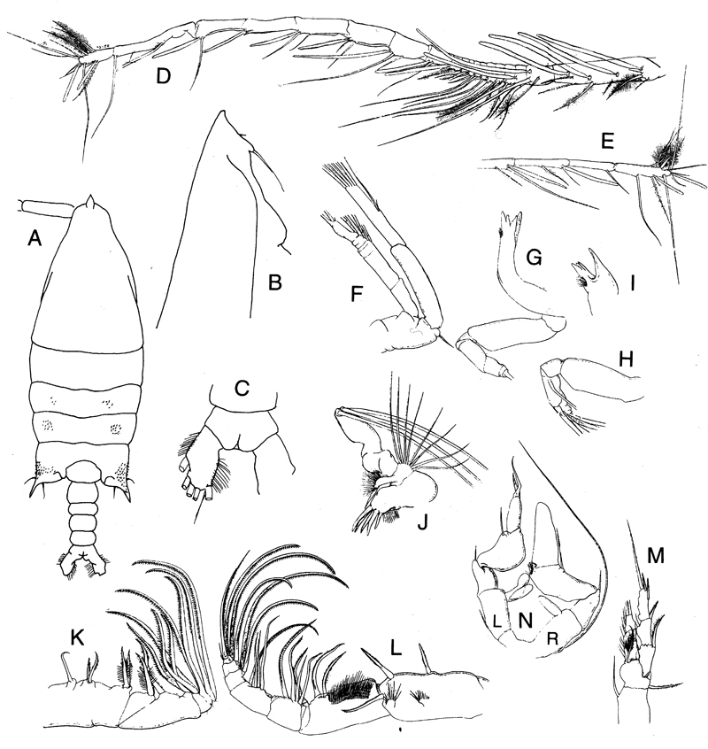 Espce Arietellus setosus - Planche 19 de figures morphologiques