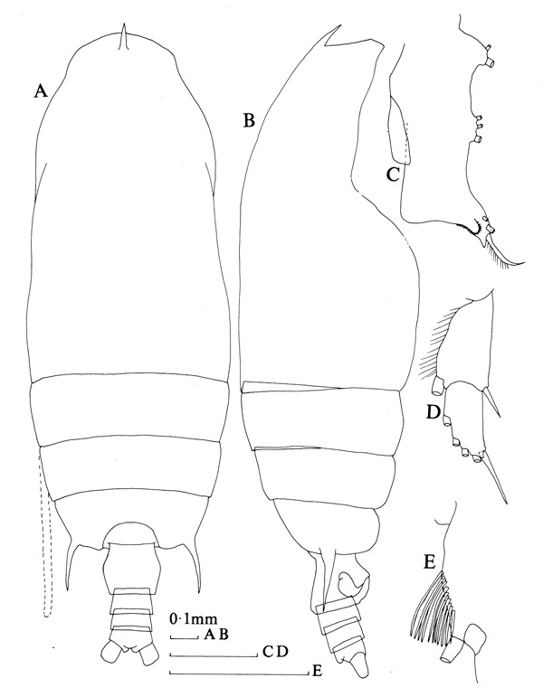 Species Gaetanus minor - Plate 5 of morphological figures