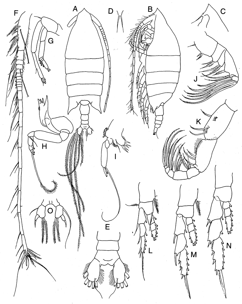 Species Arietellus setosus - Plate 20 of morphological figures