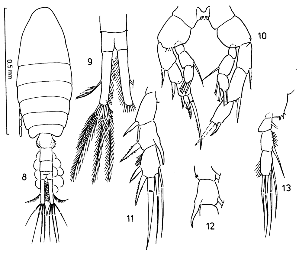 Species Parathalassius fagesi - Plate 1 of morphological figures
