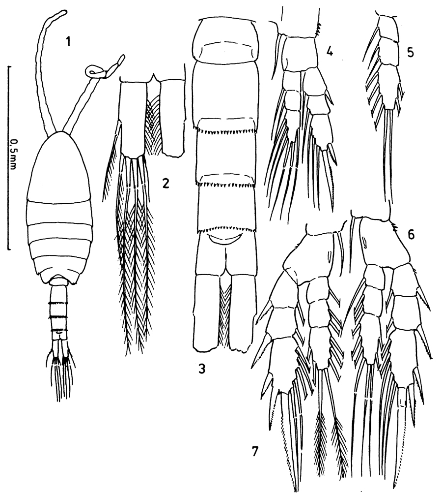 Species Parathalassius fagesi - Plate 3 of morphological figures