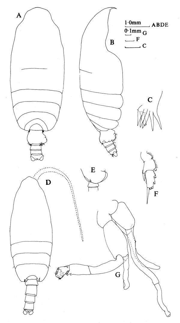 Espce Pseudochirella mawsoni - Planche 5 de figures morphologiques