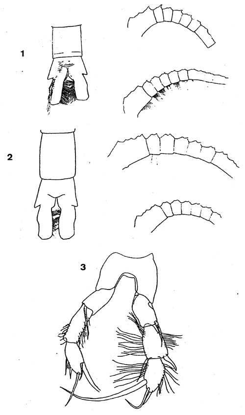 Species Pleuromamma robusta - Plate 14 of morphological figures