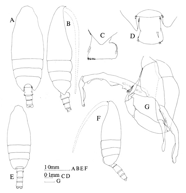 Species Undeuchaeta plumosa - Plate 4 of morphological figures