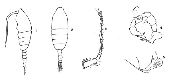 Espce Paraugaptilus archimedi - Planche 1 de figures morphologiques