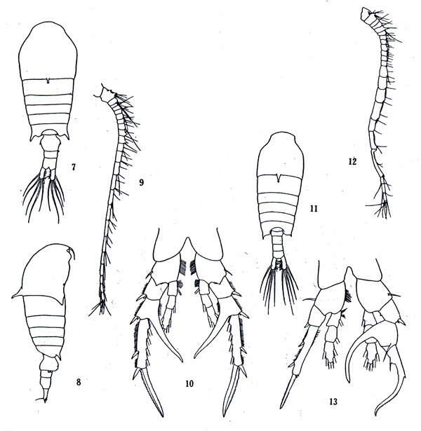 Espce Centropages dorsispinatus - Planche 1 de figures morphologiques
