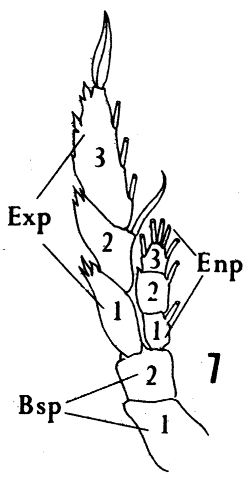 Espce Lucicutia flavicornis - Planche 35 de figures morphologiques