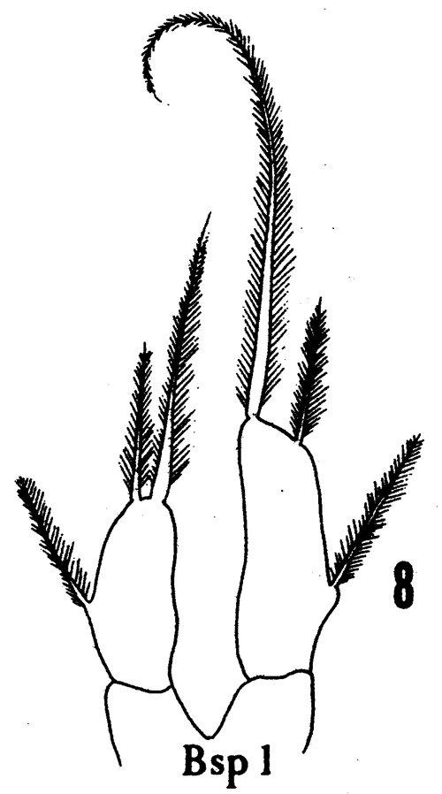 Species Metridia venusta - Plate 14 of morphological figures