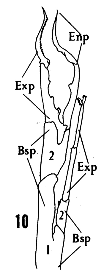 Espèce Euchirella pulchra - Planche 24 de figures morphologiques