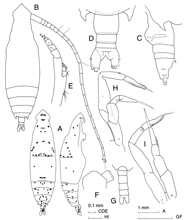 Espce Eucalanus hyalinus - Planche 2 de figures morphologiques