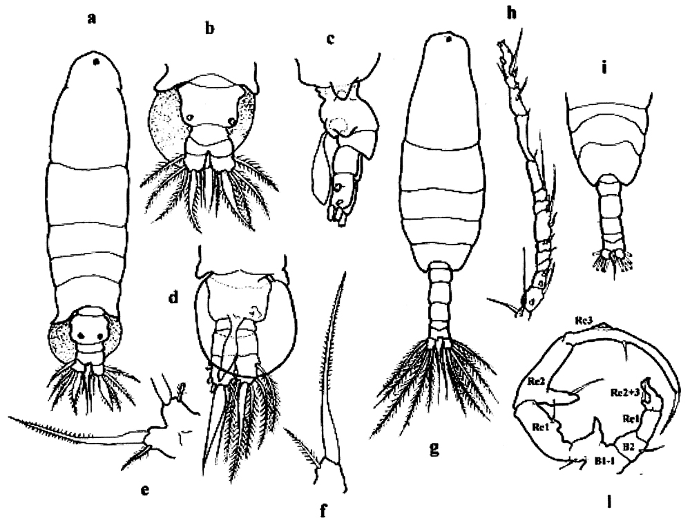 Espèce Paracartia latisetosa - Planche 11 de figures morphologiques