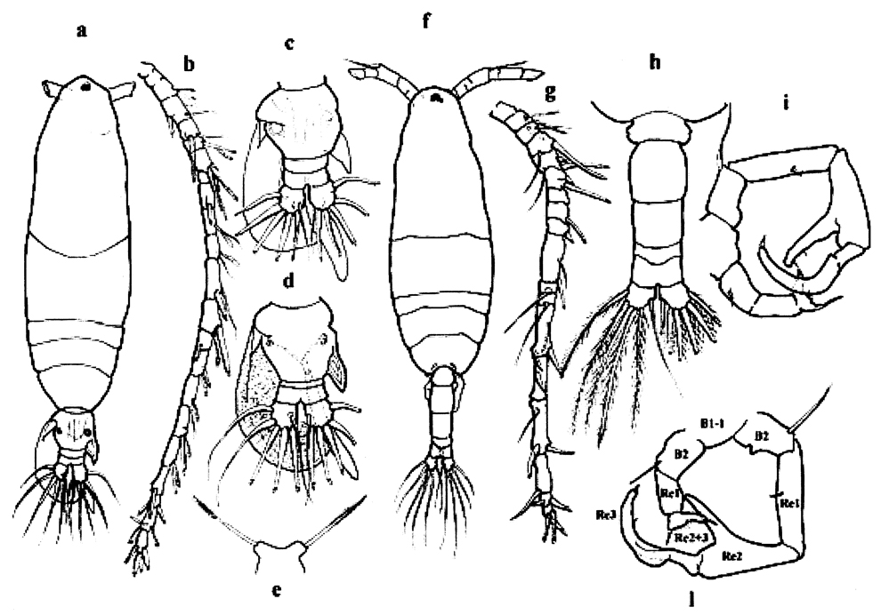 Espèce Pteriacartia josephinae - Planche 4 de figures morphologiques
