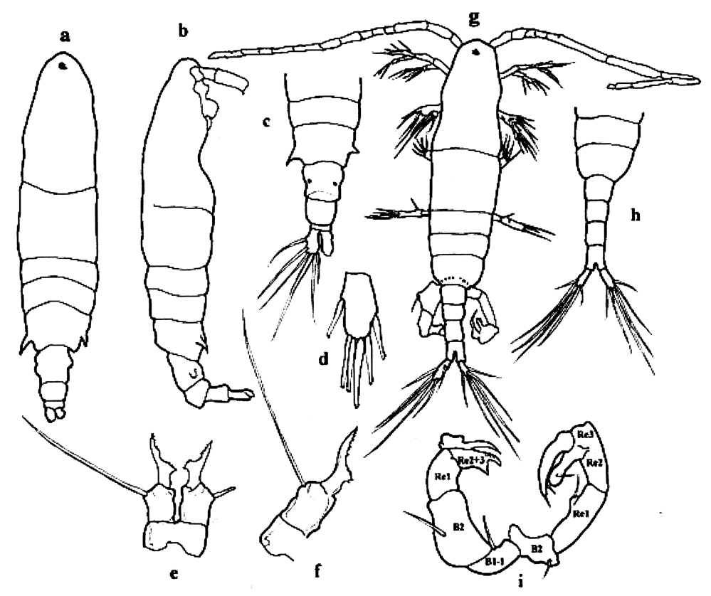 Espèce Acartia (Hypoacartia) adriatica - Planche 7 de figures morphologiques