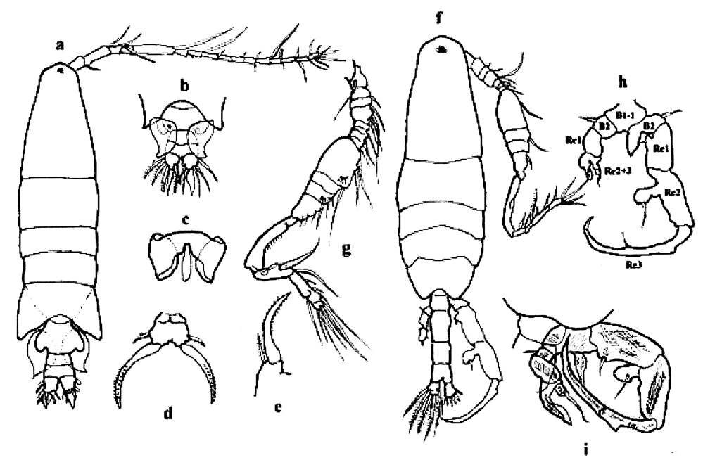 Espèce Paracartia grani - Planche 8 de figures morphologiques