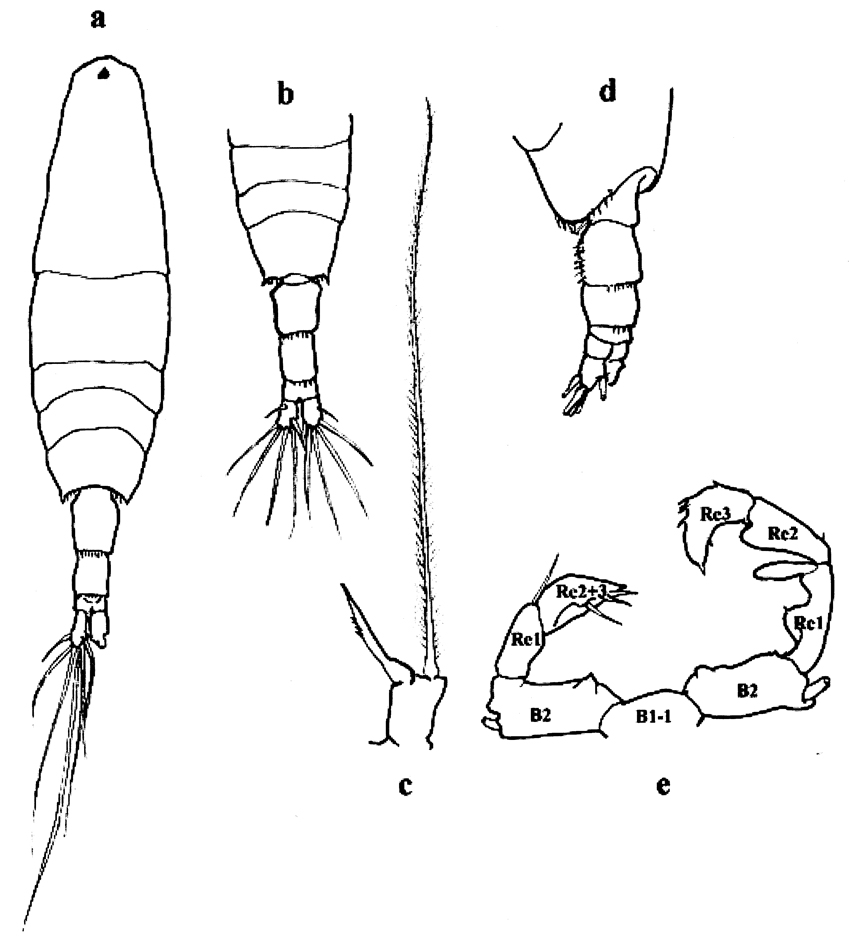 Species Acartia (Acartia) negligens - Plate 23 of morphological figures