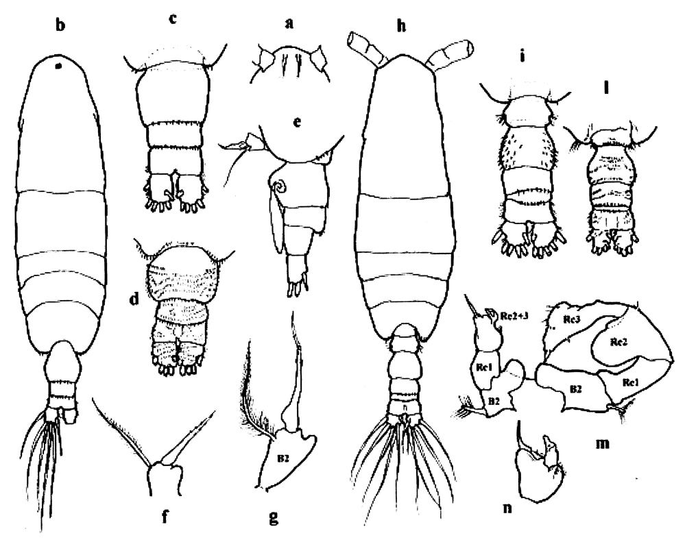 Espce Acartia (Acanthacartia) tonsa - Planche 38 de figures morphologiques