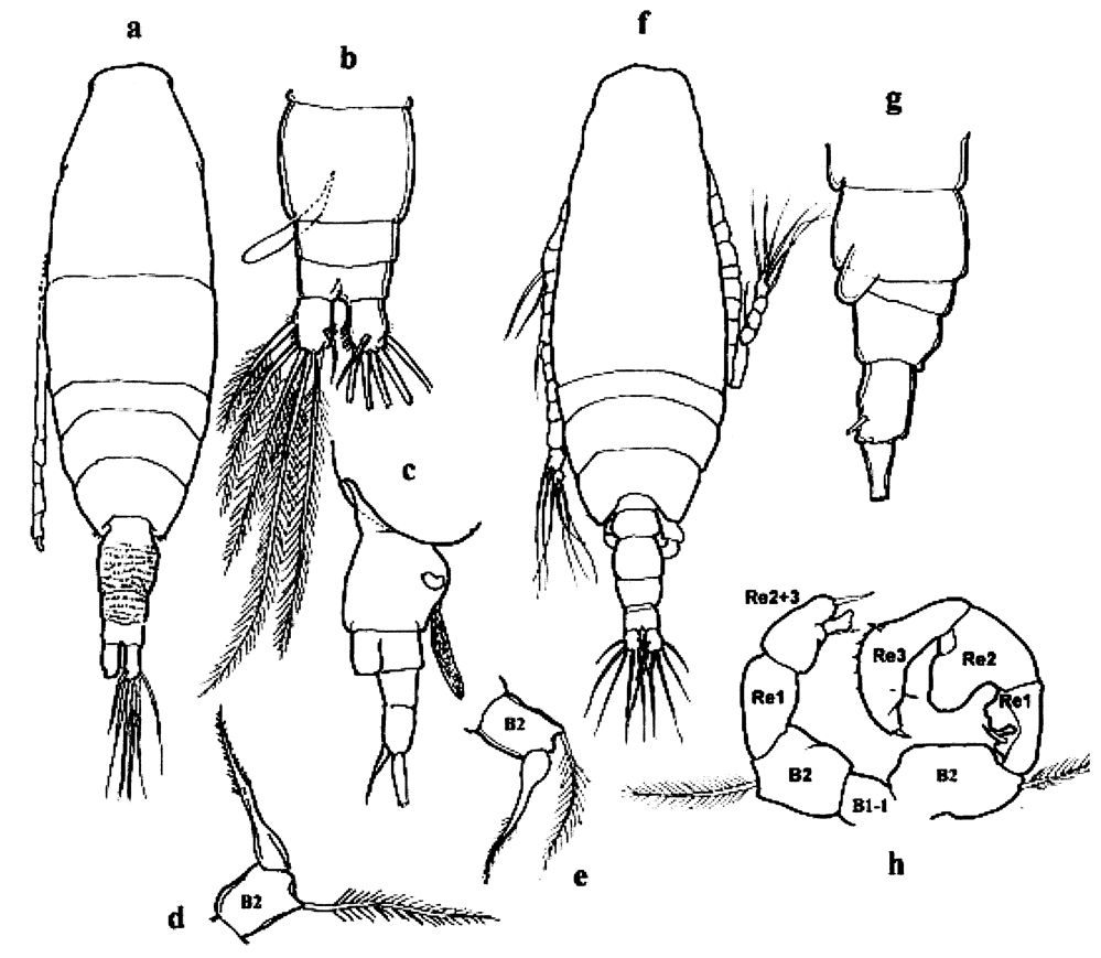 Espèce Acartia (Acanthacartia) bifilosa - Planche 14 de figures morphologiques