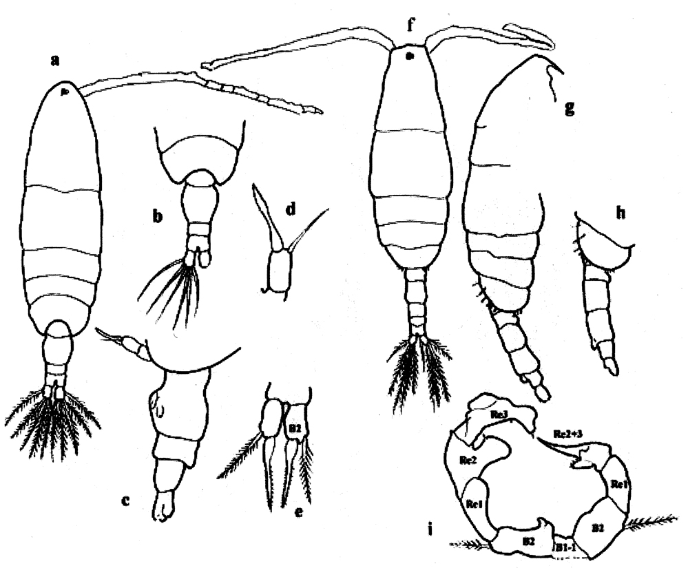 Espèce Acartia (Acanthacartia) italica - Planche 3 de figures morphologiques