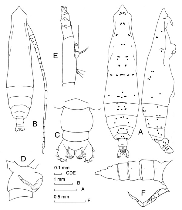 Species Pareucalanus langae - Plate 1 of morphological figures