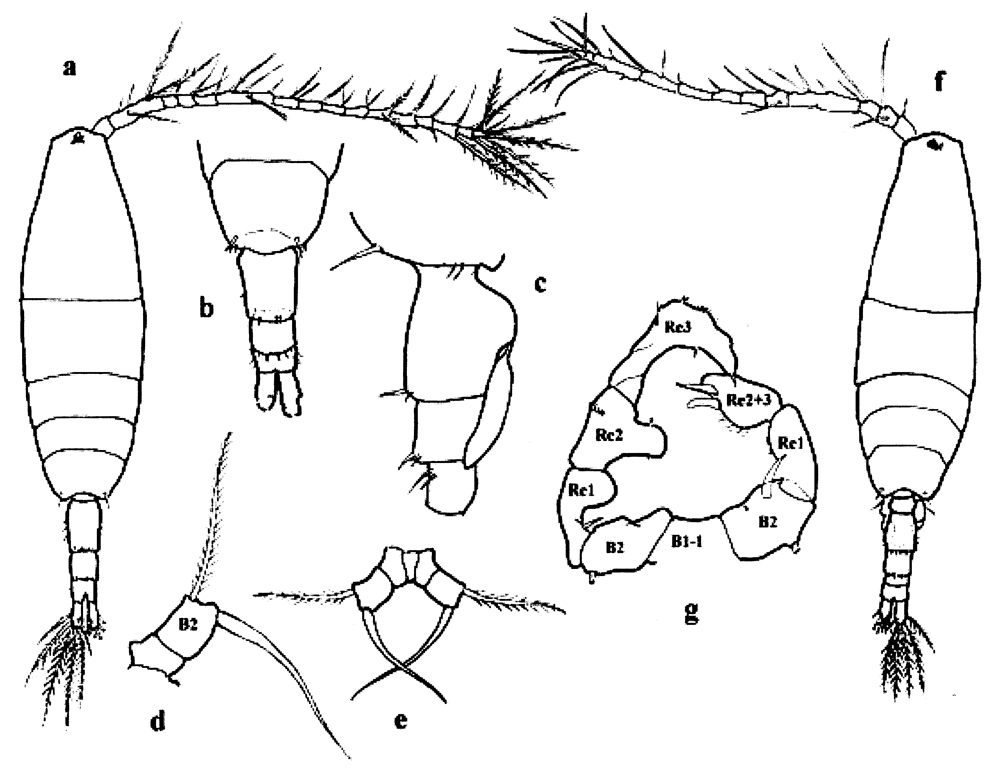 Species Acartia (Acartiura) longiremis - Plate 16 of morphological figures