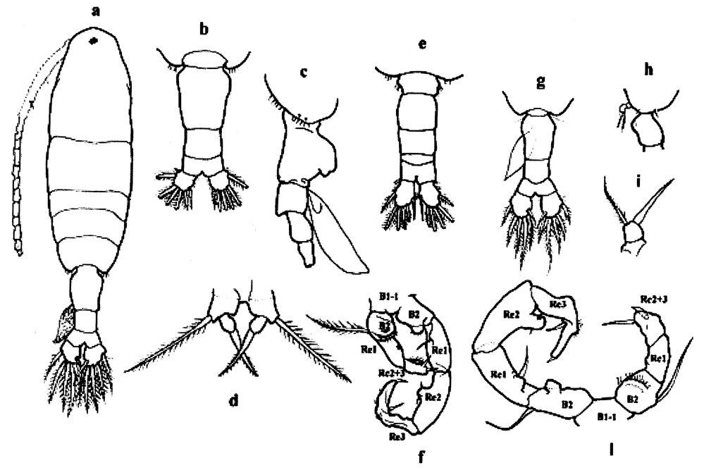 Espce Acartia (Acartiura) discaudata - Planche 12 de figures morphologiques