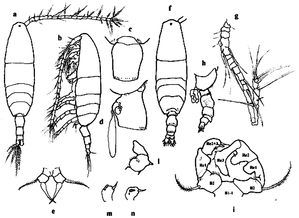 Espce Acartia (Acartiura) clausi - Planche 53 de figures morphologiques