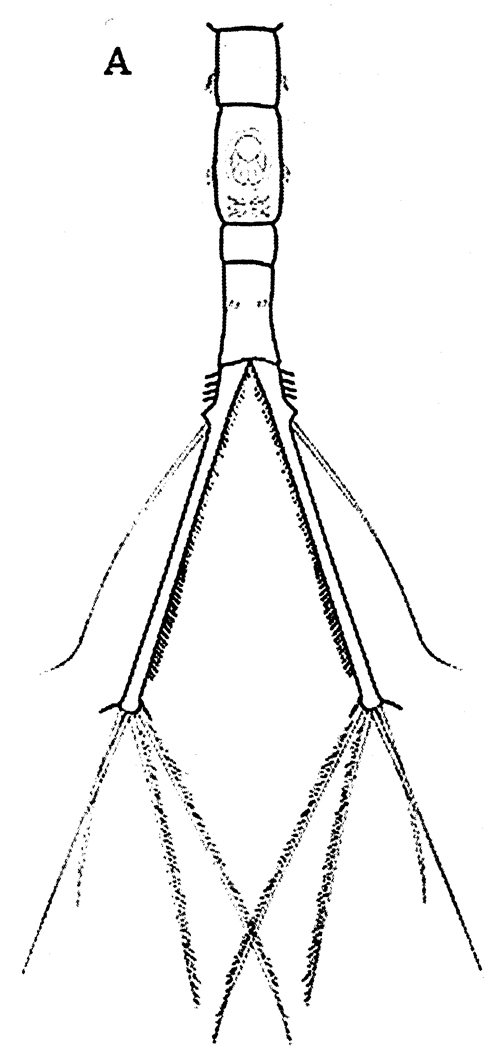 Species Neomormonilla minor - Plate 7 of morphological figures