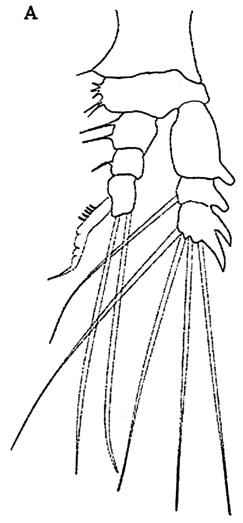 Species Neomormonilla minor - Plate 9 of morphological figures